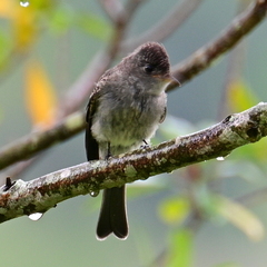 Contopus cinereus