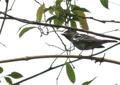 Pachyramphus polychopterus