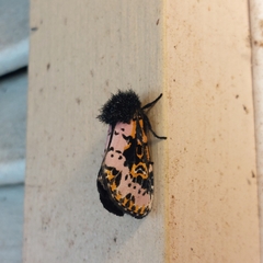 Xanthopastis regnatrix