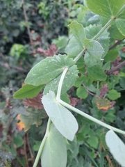Pisum sativum