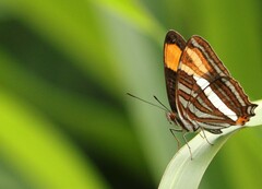 Adelpha syma