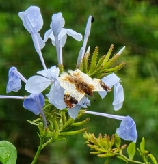 Netrobalane canopus