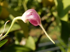 Masdevallia infracta