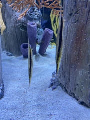 Syngnathoidei