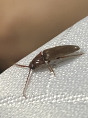 Conoderus fuscofasciatus