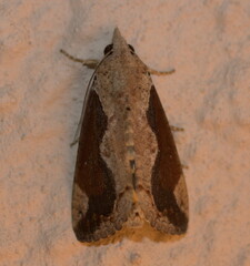 Hypocala rostrata