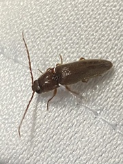 Conoderus fuscofasciatus