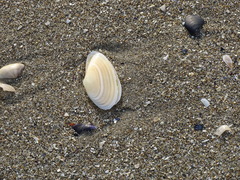 Tellinidae