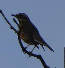 Turdus iliacus