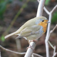 Erithacus rubecula