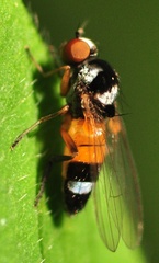Callomyia amoena