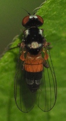 Callomyia amoena