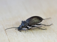 Carabus
