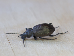 Carabus