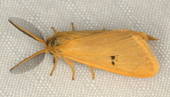 Bracharoa quadripunctata