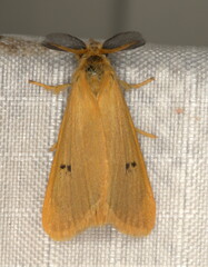 Bracharoa quadripunctata