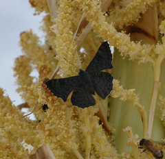 Lasaia sessilis