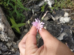 Crepis purpurea