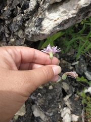 Crepis purpurea