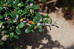 Olea europaea