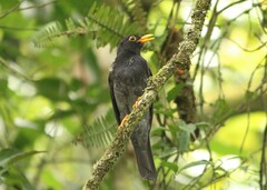Turdus flavipes
