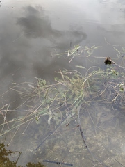 Potamogeton lucens