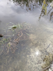 Potamogeton lucens