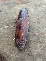 Lithophaga lithophaga