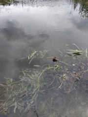 Potamogeton lucens