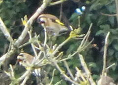 Carduelis carduelis