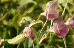 Masdevallia infracta