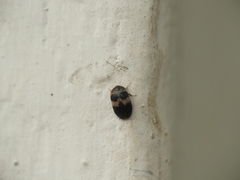 Attagenus fasciatus