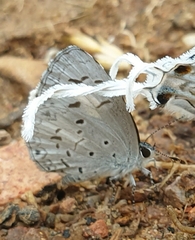 Lycaenopsina