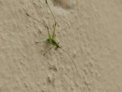 Tettigoniidae