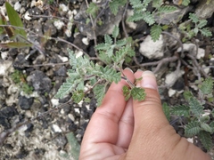 Scutellaria orientalis