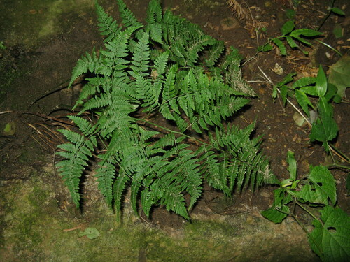 Dryopteris gymnophylla iNat (3)