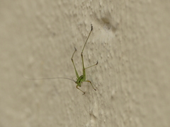 Tettigoniidae