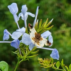 Netrobalane canopus