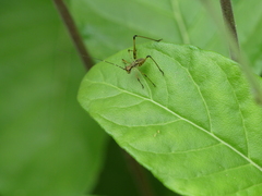 Tettigoniidae