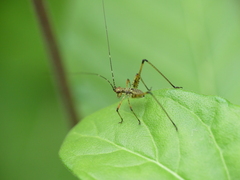 Tettigoniidae