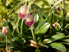 Masdevallia infracta