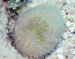 Spatangoida