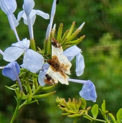 Netrobalane canopus