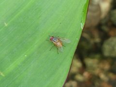 Calliphoridae