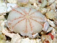 Image of Echinoneus cyclostomus
