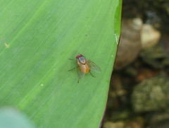 Calliphoridae
