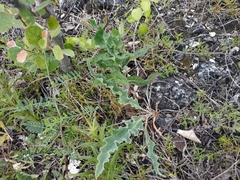 Takhtajaniantha crispa