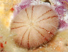 Echinoneus cyclostomus image