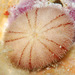Echinoneus cyclostomus - Photo (c) uwkwaj, alguns direitos reservados (CC BY-NC), uploaded by uwkwaj