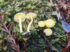 Chrysomphalina grossula